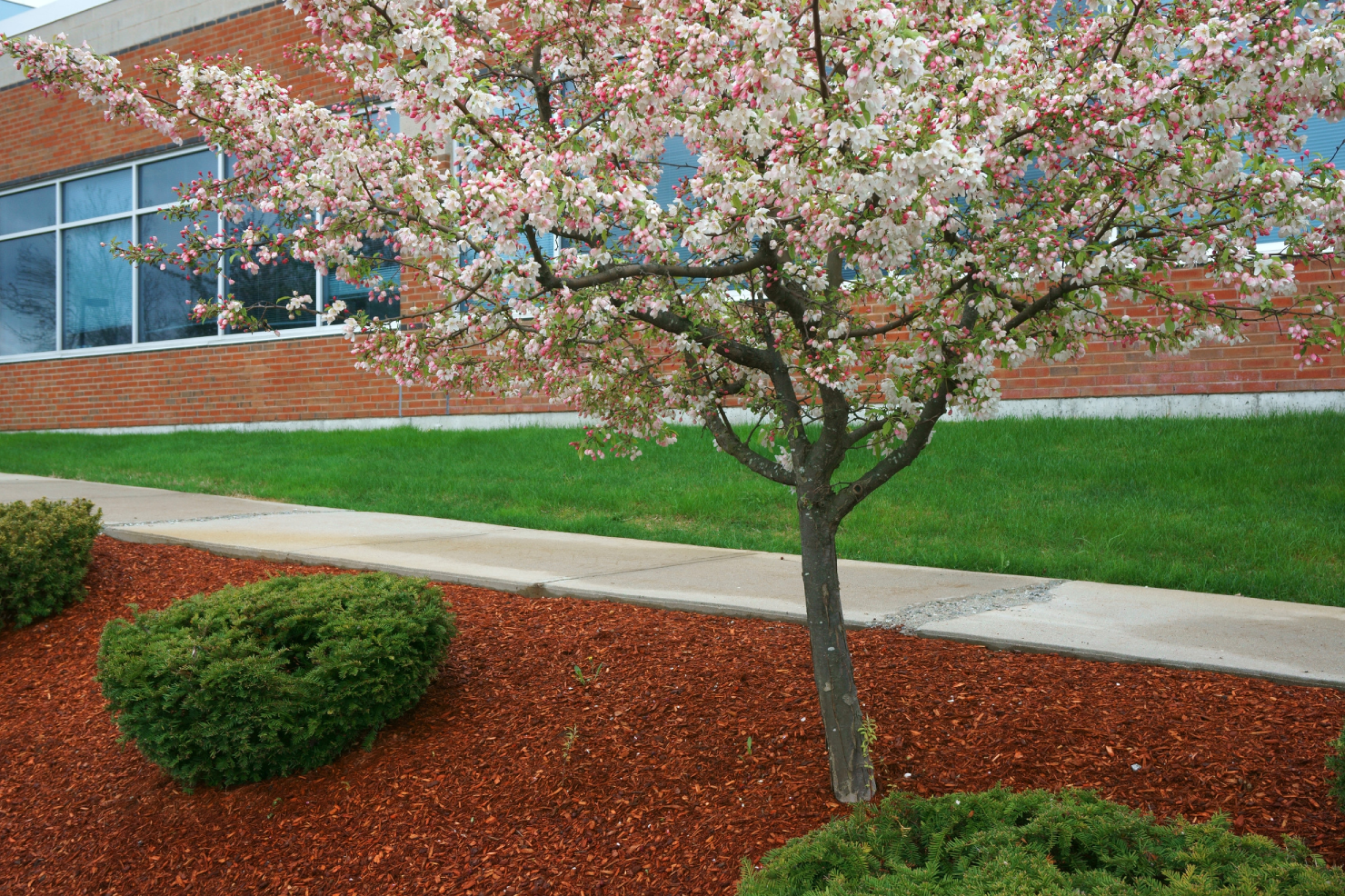 cherry blossom and landscape outside company building in spring<br />
